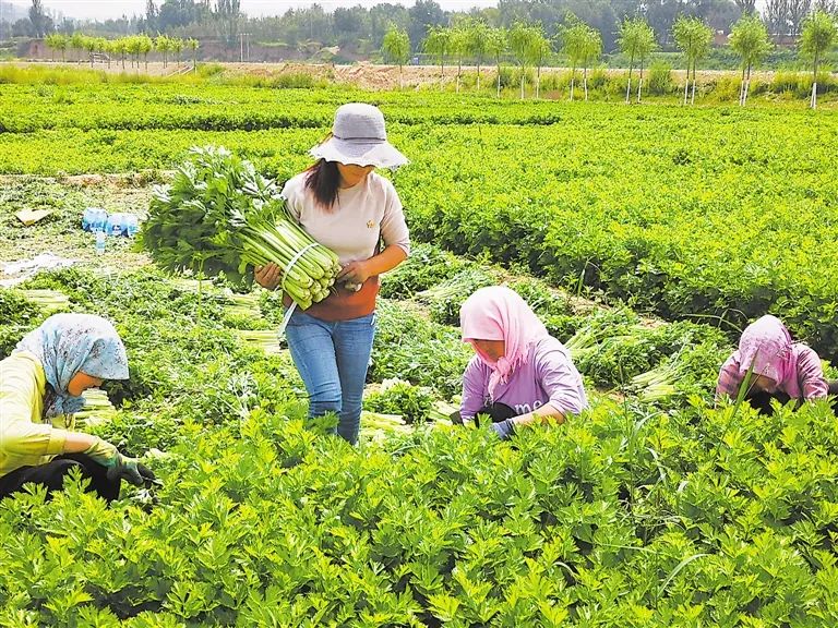 �������۲ˡ�������ȫ����������ũ��Ʒ��¼