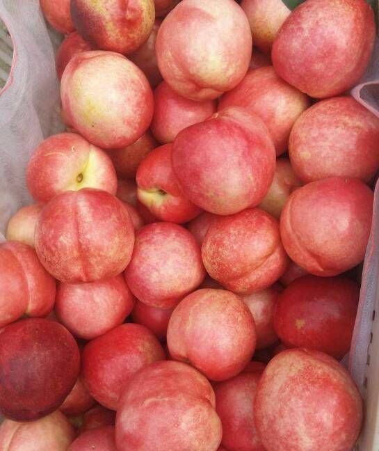 ��Ʒɽ���������ʺ�Ʒ���Ĺ������ҽ�������