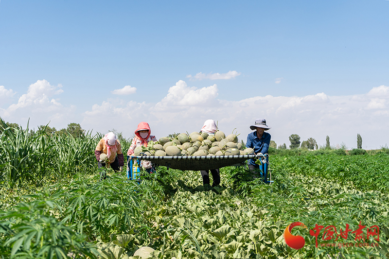 �����������ǡ������۹����м�����һ��ɳĮ���޵�������Լ