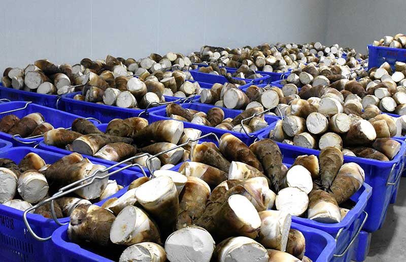 ��ɽ׳������Ʒ��