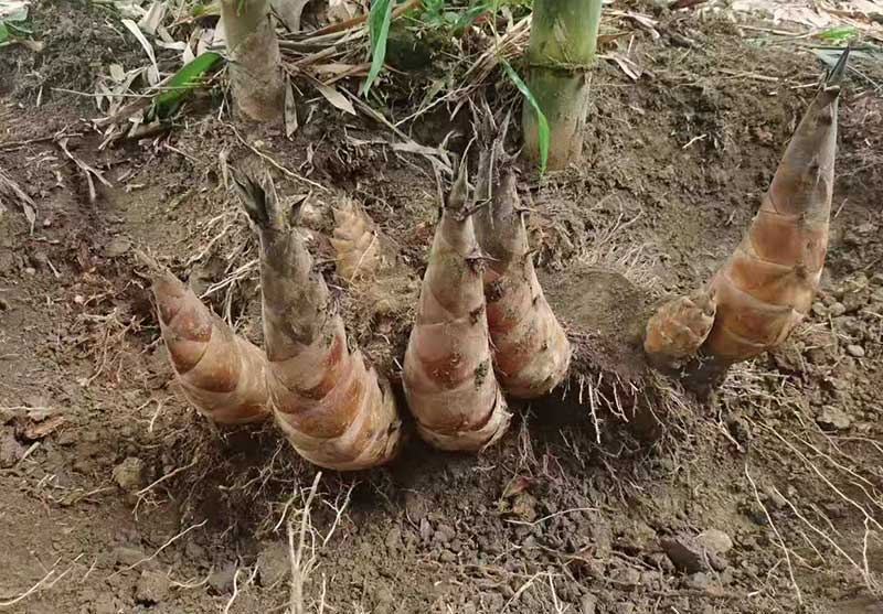 ��ɽ׳������Ʒ��