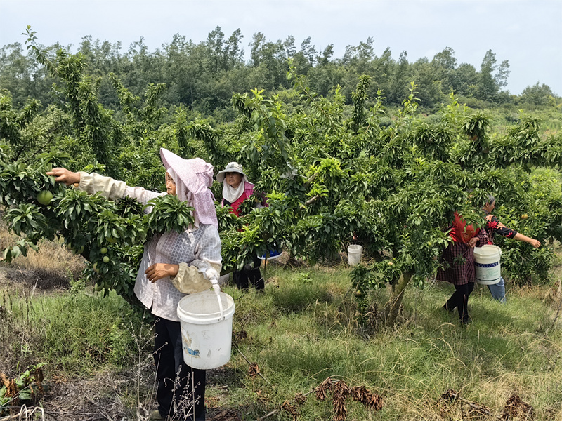 ����Ʒ��